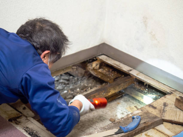 Best Mold Damage Repair  in Pocatello, ID