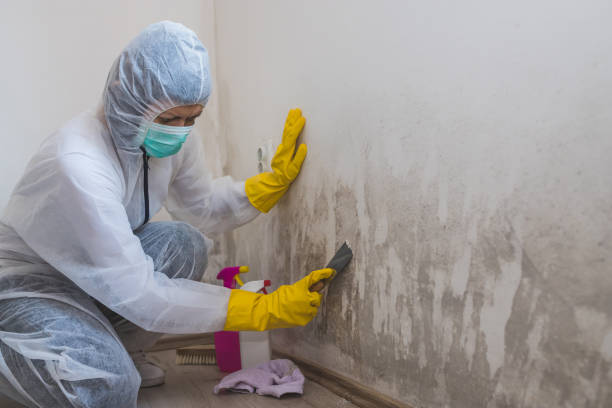 Best Toxic Mold Removal  in Pocatello, ID