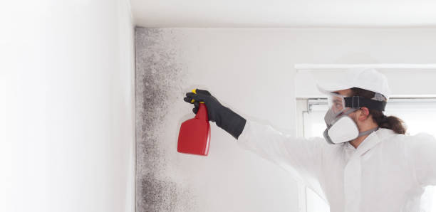 Best Office Mold Removal Services  in Pocatello, ID