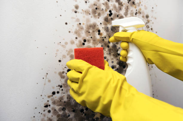 Trusted Pocatello, ID Mold Removal Experts