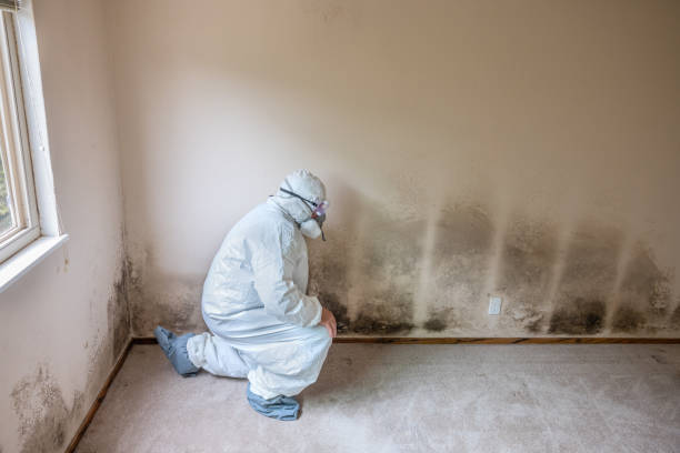 Crawl Space Mold Removal in Pocatello, ID